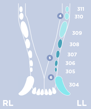 Tooth Areas 2